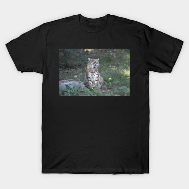 Bobcat T-Shirt by MarieDarcy